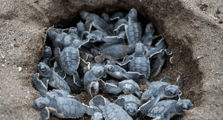 Avances ambientales en 2025: qué salió bien en un año&nbsp;complejo